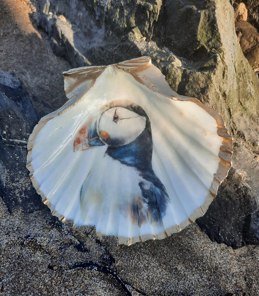 Puffin design Scallop shell